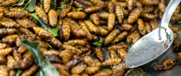 insects at the traditional food market at the Phimai festival in the Town of Phimai in the Provinz Nakhon Ratchasima in Isan in Thailand.  Thailand, Phimai, November, 2017